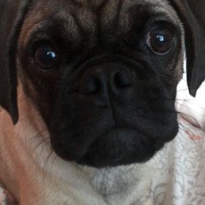 Meet your Posher, Amy